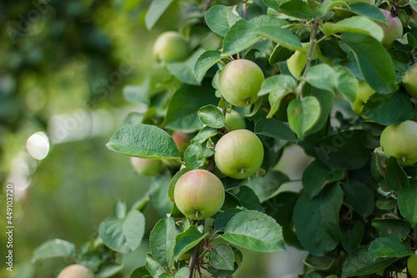 Fototapeta Branch with apples. Apples on a branch. A lot of apple. Autumn harvest. Green apples in leaves. Green apples on a branch. Apples ripen