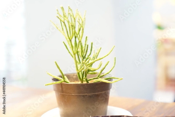 Obraz plant in a pot