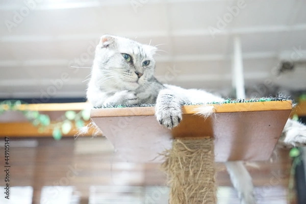 Obraz cat on a table