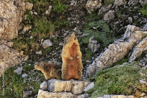 Obraz Murmeltiere on the rocks