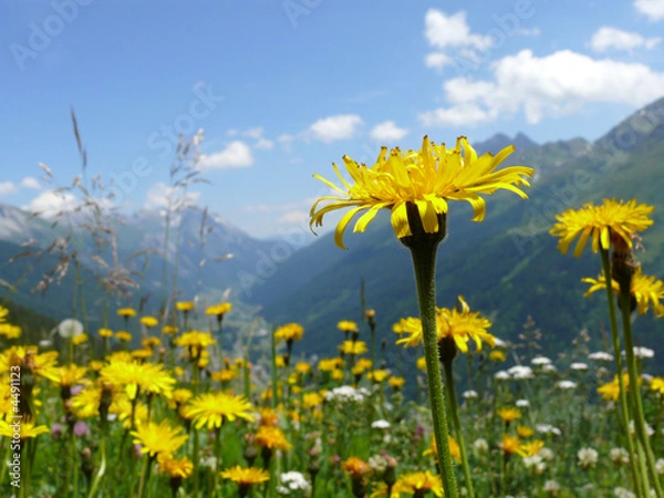 Fototapeta Pusteblume