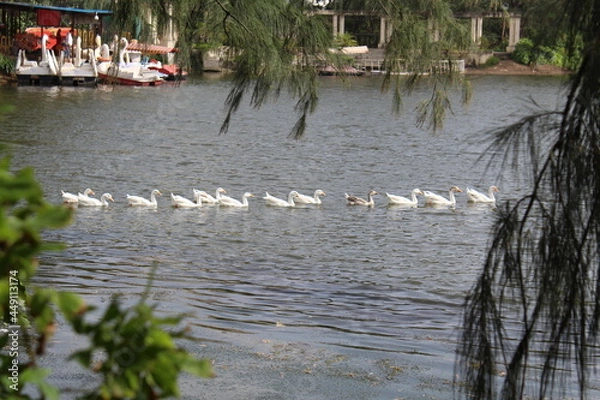 Fototapeta floting duck in big pound 