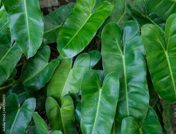 Fototapeta Tropical green foliage of southeast asian countries. Elephant Ear Plant. Great for landscaping, ornamental and potted plant indoor or outdoor.