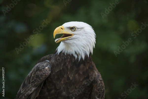 Obraz American Eagle