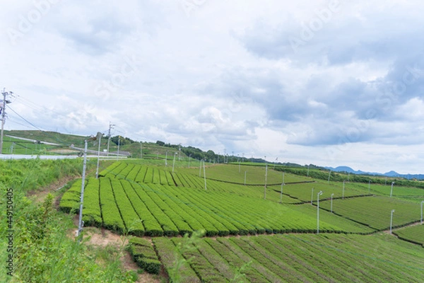 Fototapeta 茶畑