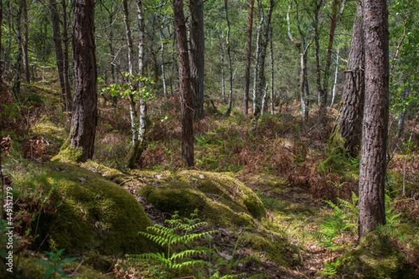 Obraz Forest Fontainebleau