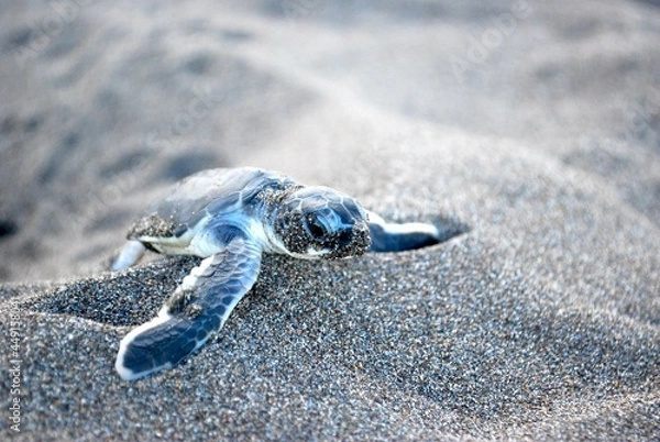Fototapeta Baby Turtle