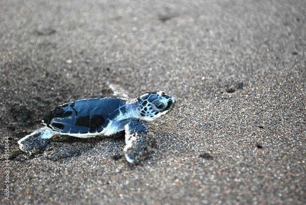 Fototapeta Baby Turtle