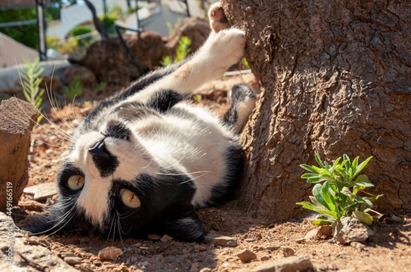 Fototapeta A black and white cat with yellow eyes is lying on its back on the sand, fooling around, upside down looks forward  next to a tree and a small bush of grass