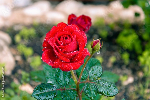 Obraz Red rose grows in the garden with green petals with drops after rain on the petals