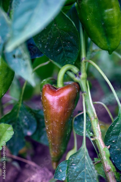 Fototapeta peppers in the garden, organic production in the garden somewhere in the country.