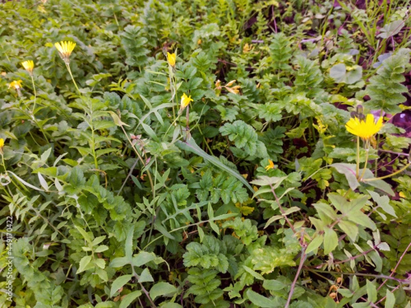 Fototapeta Shrub with some yellow flowers