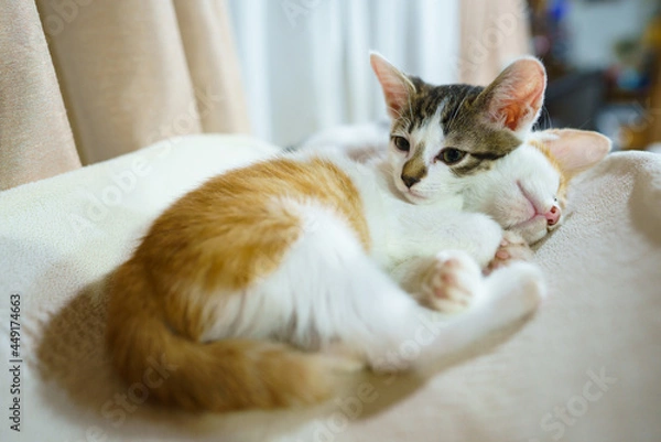 Fototapeta 2匹の子猫