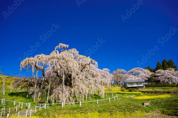 Obraz 滝桜。福島県三春町。