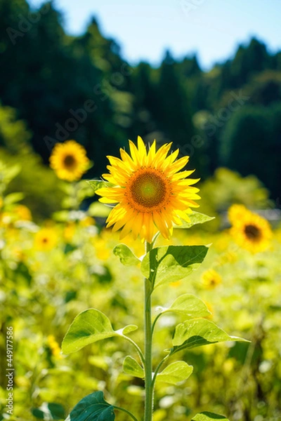 Fototapeta ひまわり