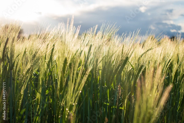 Obraz Golden Wheat Field