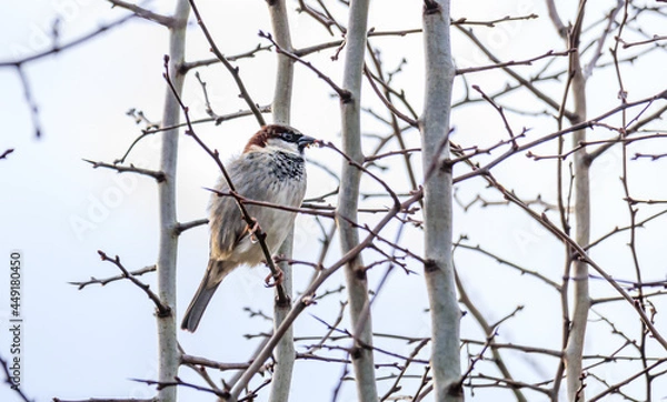 Fototapeta Sparrow in the Tree