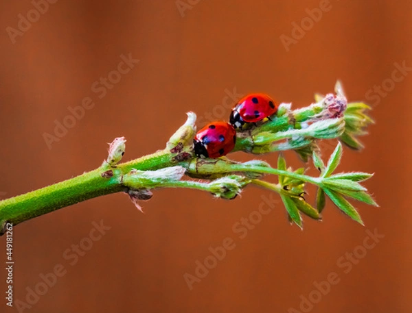 Fototapeta Ladybug on a leaf