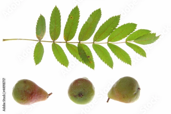 Obraz Speierling (Sorbus domestica)