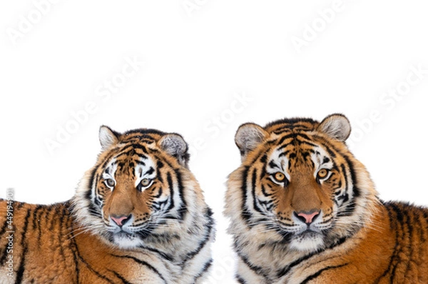 Fototapeta two tiger isolated on white background