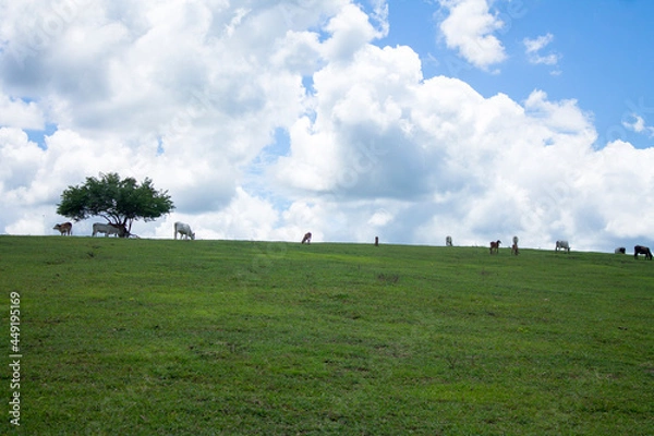 Obraz Cattle in a landscape and a tree