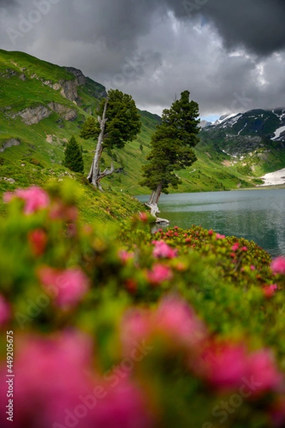 Fototapeta two oldgrown trees at Engstlensee in the Bernese Alps with pink alpine roses