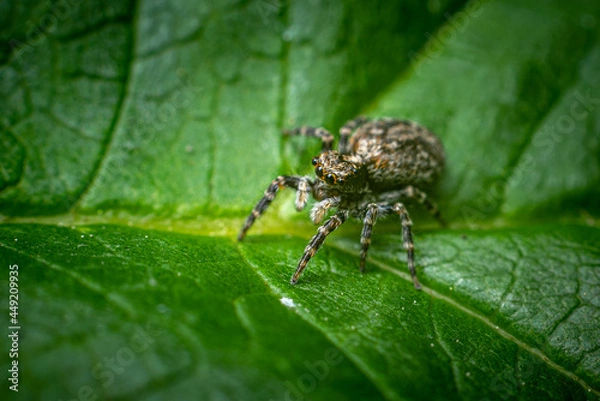 Obraz jumping spider on a leaf