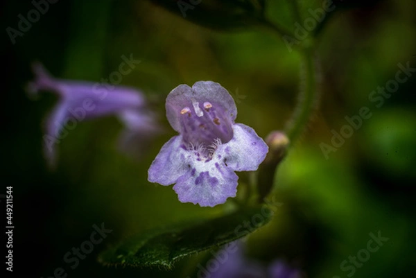 Fototapeta Violet flower
