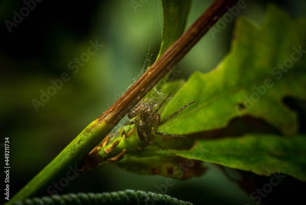 Obraz spider on a leaf