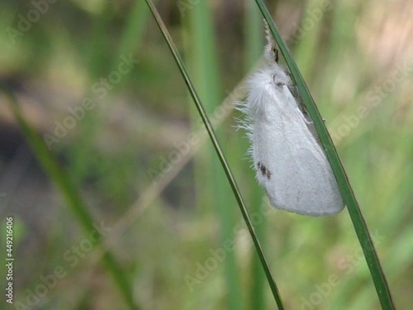 Fototapeta The yellow-tail, goldtail moth or swan moth (Sphrageidus similis) sitting on the green grass.