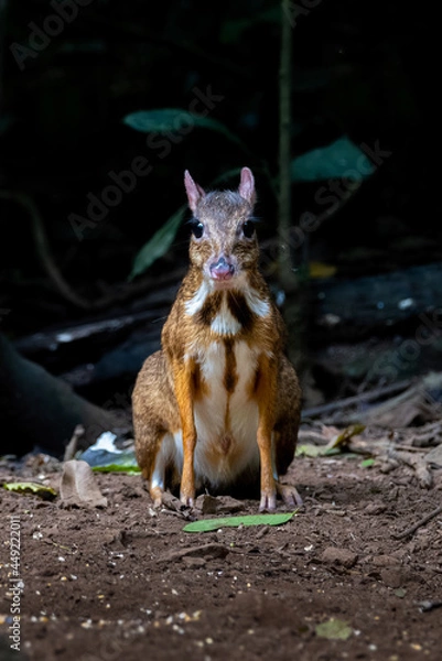 Fototapeta A greater mouse-deer, tragulus napu