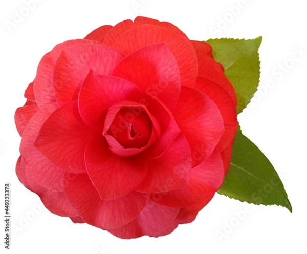 Obraz Elegant Camellia Flower Blossom