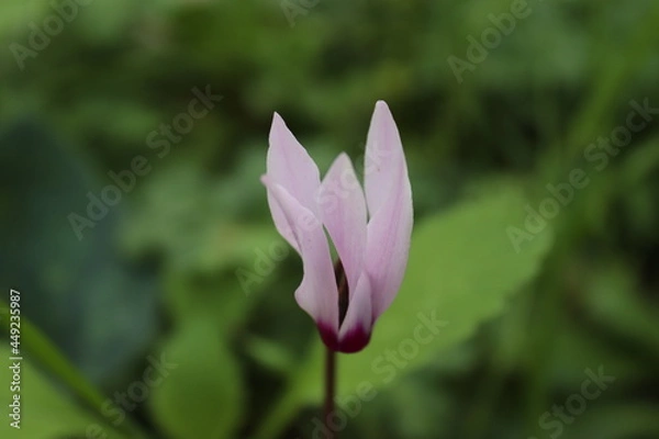 Obraz cyclamen flower