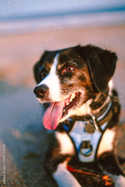 Obraz jack russell terrier