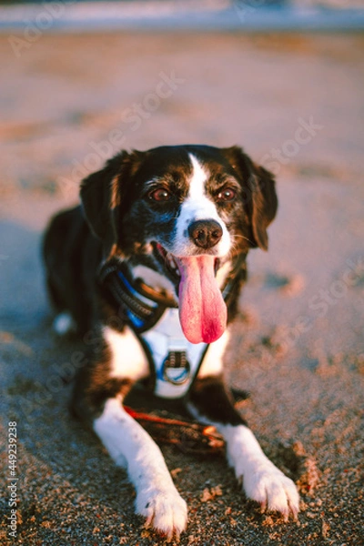 Obraz dog on the beach