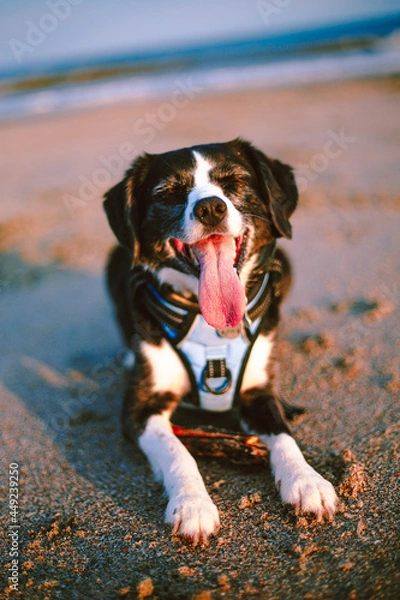 Obraz dog on the beach