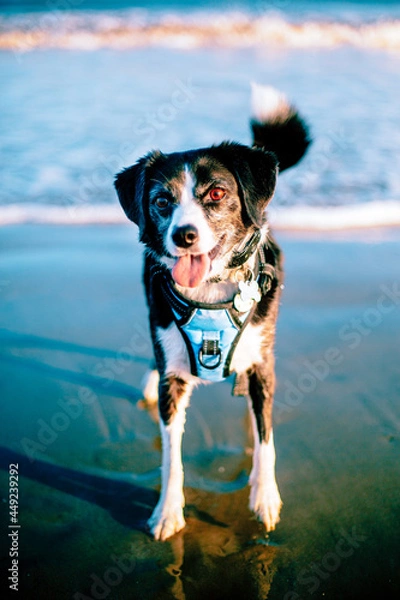 Obraz dog on the beach