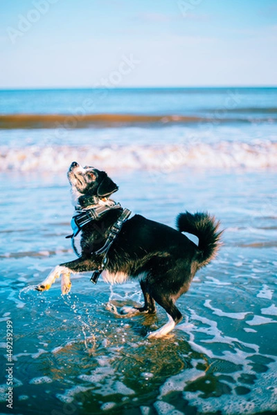 Obraz dog in the sea
