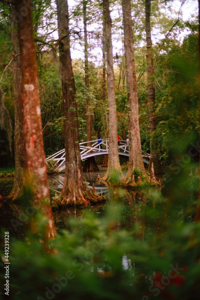 Obraz forest in autumn