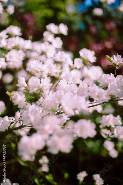 Obraz cherry blossom