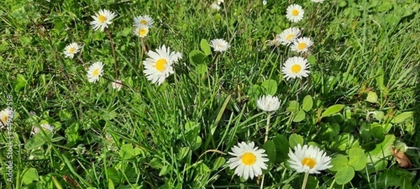 Fototapeta Margherite