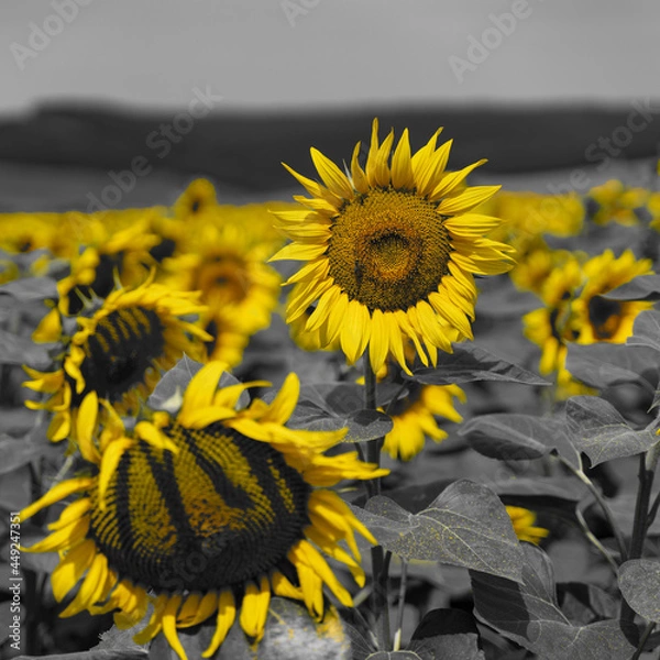 Fototapeta sunflower