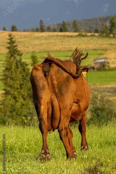 Fototapeta Krowa