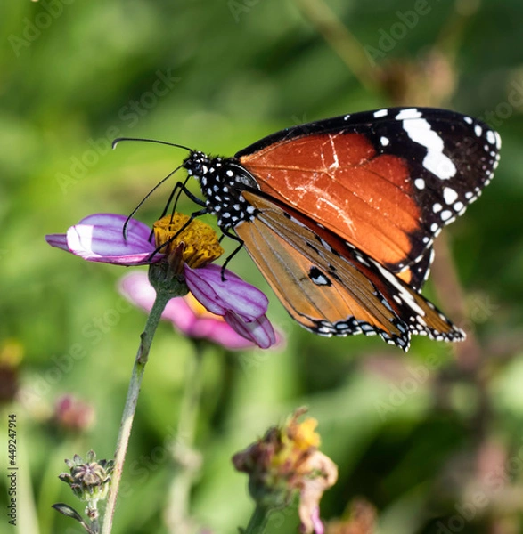 Obraz butterfly on flower