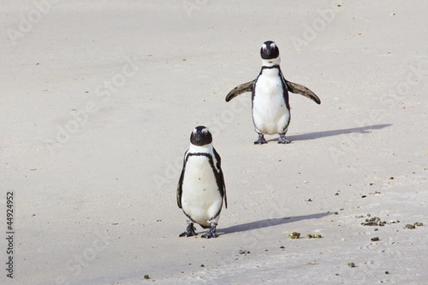 Obraz African penguins