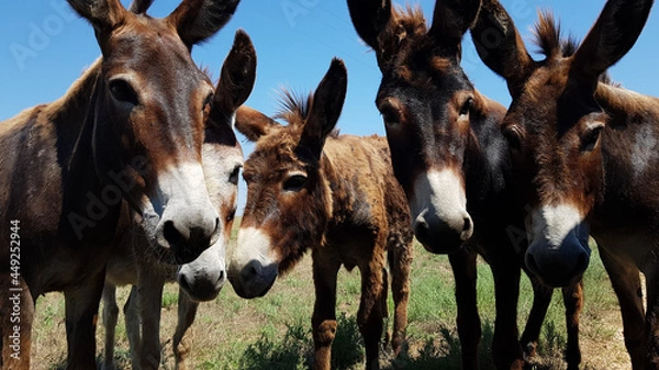 Obraz a herd of donkeys looks at the photographer's camera. cute donkeys on the roadway ask people for food.