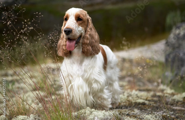 Fototapeta Wildlife. Summer. Portrait of an English Cocker Spaniel.The dog is standing on the shore of the lake and looks into the frame.