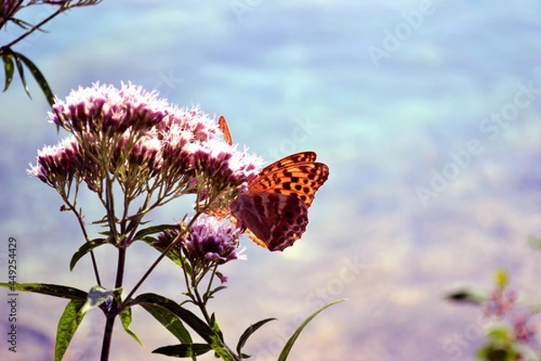 Obraz Pinky butterfly