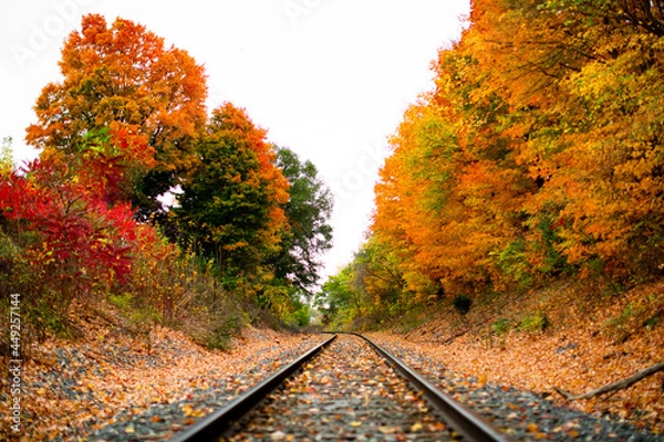 Fototapeta Railroad tracks in the middle of nowhere cutting through fall colored autumn trees changing colors_10
