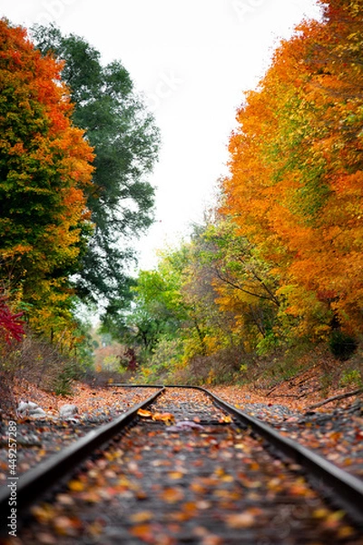 Fototapeta Railroad tracks in the middle of nowhere cutting through fall colored autumn trees changing colors_06